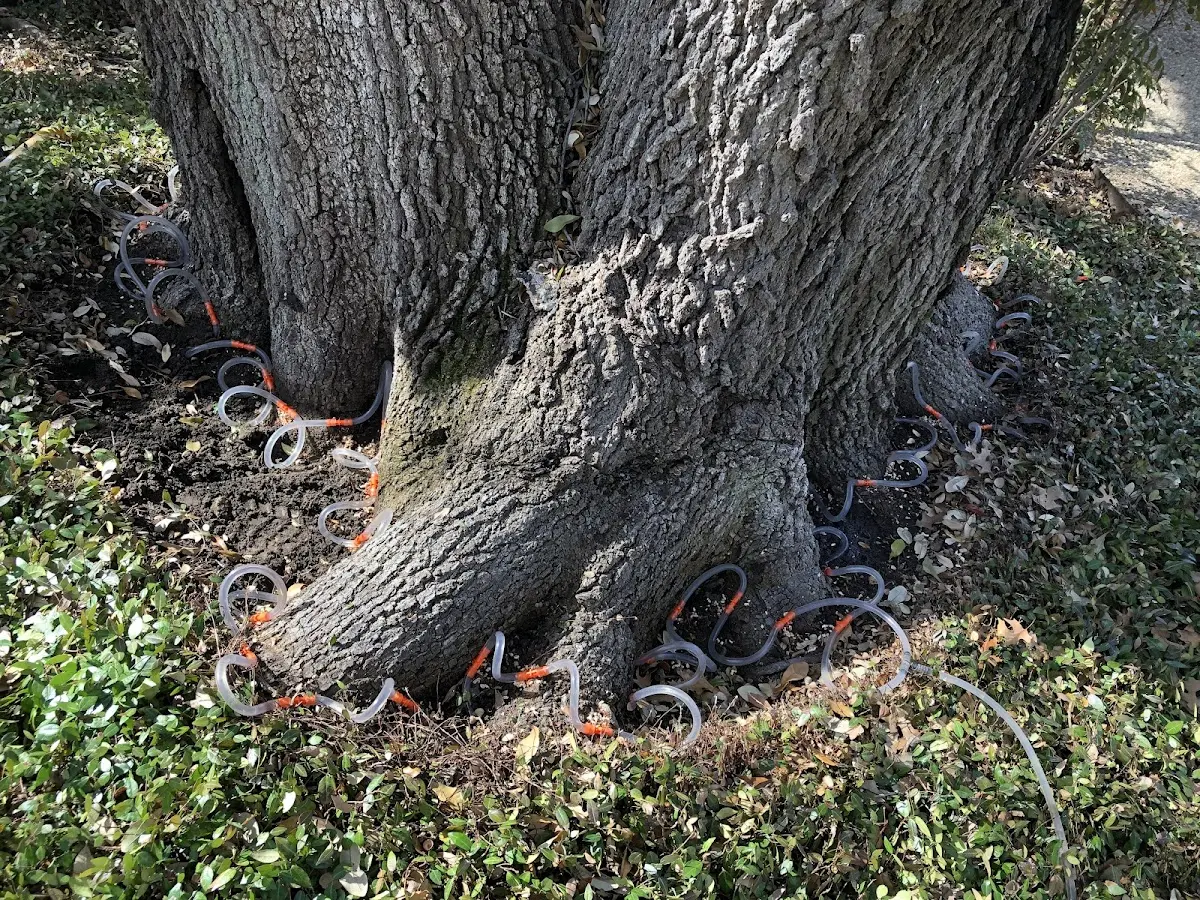 Detailed Tree Cabling and Bracing job site in Wolsey